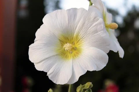 White flower Stock-Fotos
