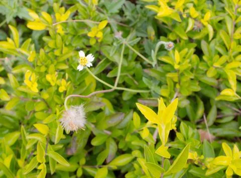 White flower Stock Photos