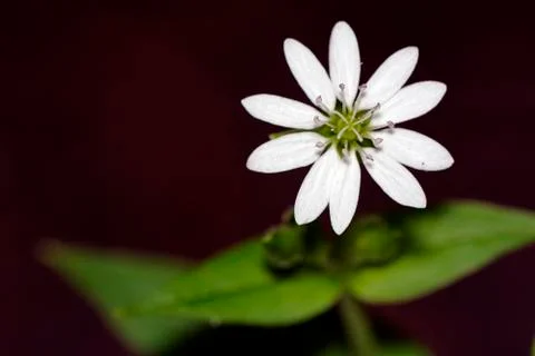 White flower Foto stock