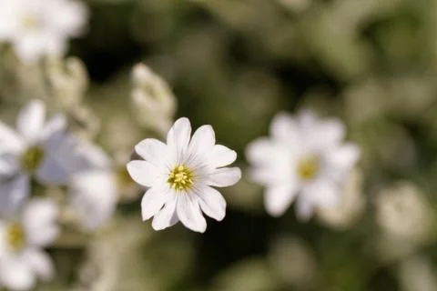 White flower Stock Photos