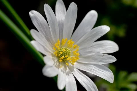 White flower Stock Photos