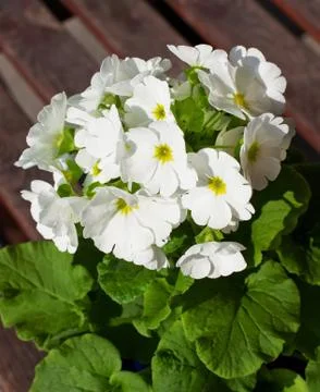 White flower Foto stock