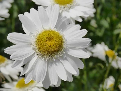 White flower Stock Photos
