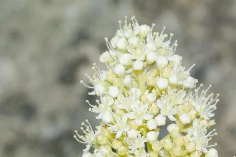 White flower Foto stock
