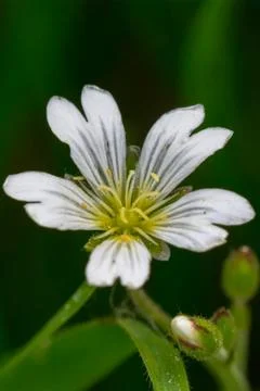 White flower Stock Photos