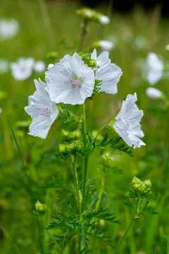 White flower Foto stock