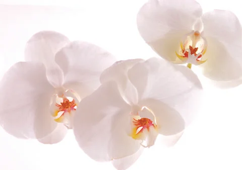 White flower Stock Photos