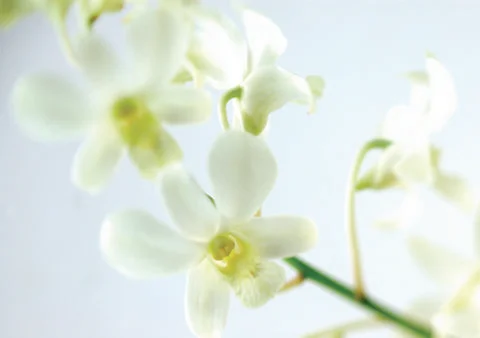White flower Stock Photos