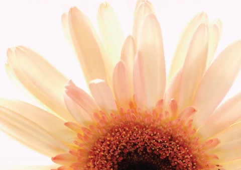 White flower Stock Photos