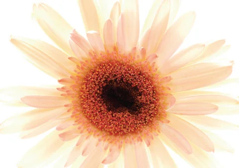 White flower Stock Photos