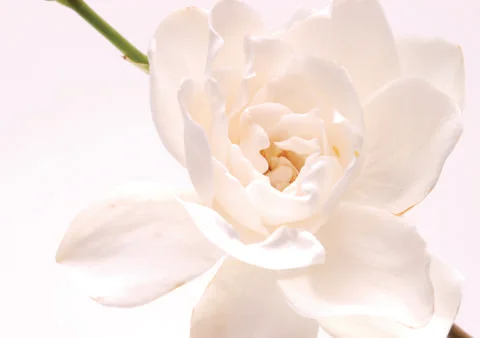 White flower Stock Photos