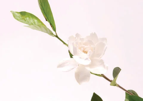 White flower Stock Photos