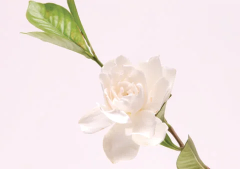 White flower Stock Photos
