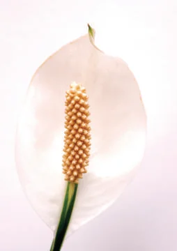 White flower Stock Photos
