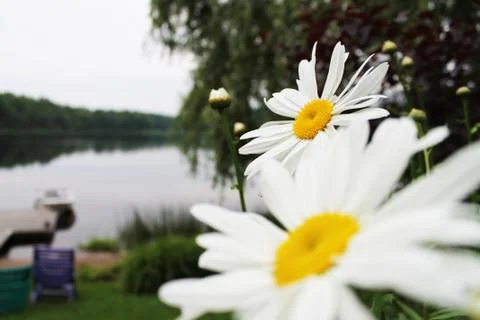 White flower Stock Photos