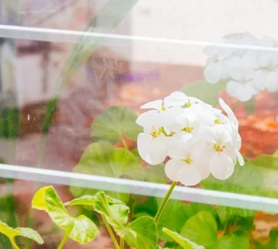 White Flower Stock Photos