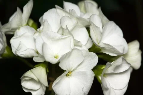 White flower Stock Photos