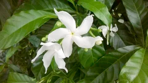 White flower Stock Photos