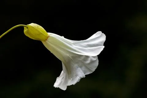 White flower Stock Photos