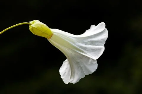 White flower Stock Photos