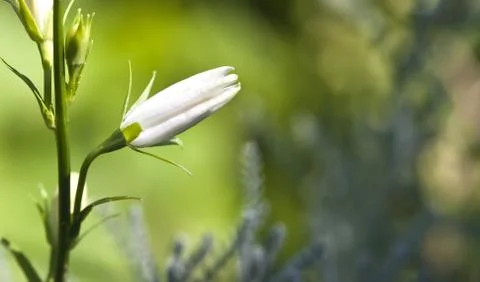 White flower Stock Photos