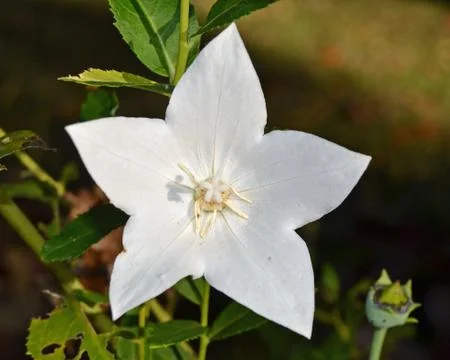 White Flower Stock-Fotos