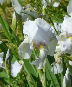White Flower Stock Photos