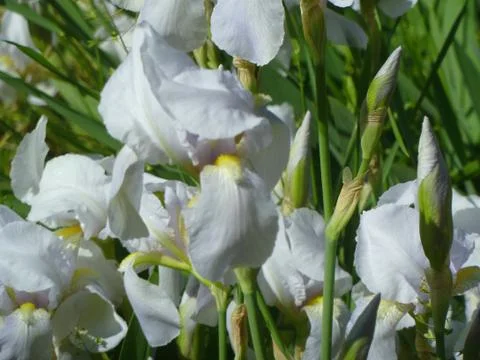 White Flower Stock Photos