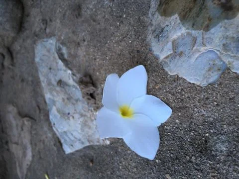 White flower Stock Photos