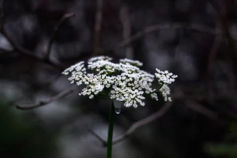 White flower Foto stock