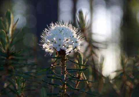 White flower. Stock Photos