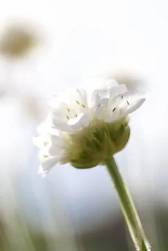 White flower Stock Photos