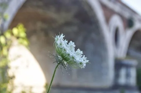 White flower Stock Photos