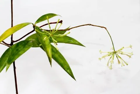 White flower Stock Photos