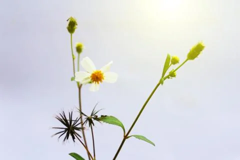 White  Flower Stock Photos