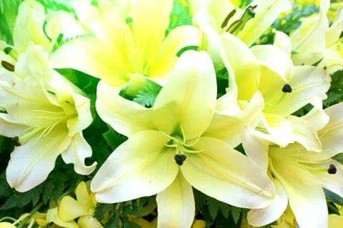 White flower Stock Photos