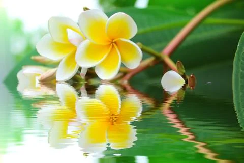 White flower Stock Photos