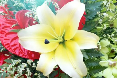 White flower Stock Photos