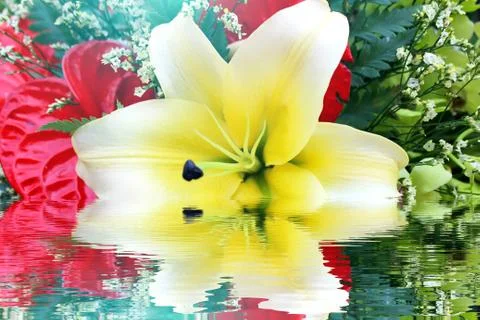 White flower Stock Photos