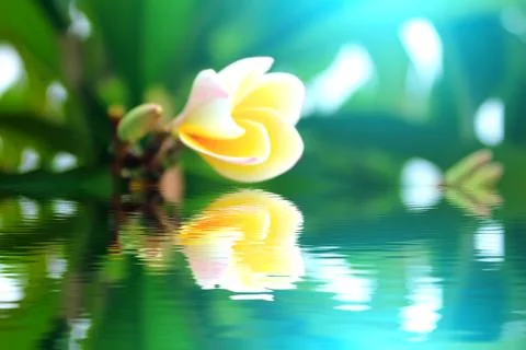 White flower Stock Photos