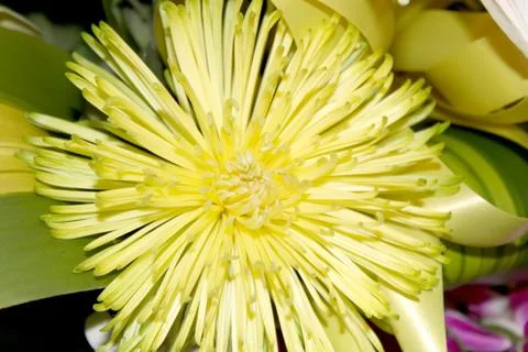 White flower Stock Photos