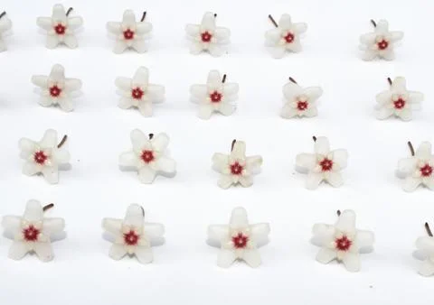 White flower Foto stock