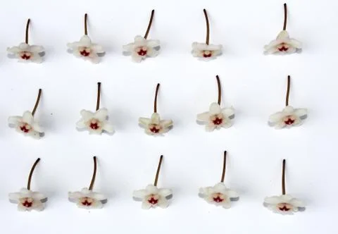 White flower Stock Photos