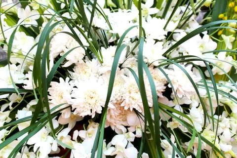 White flower Stock Photos