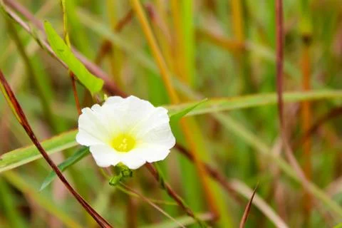 White flower Stock Photos