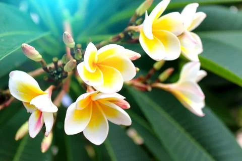 White flower Stock Photos