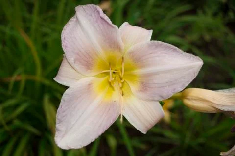 White flower Stock Photos