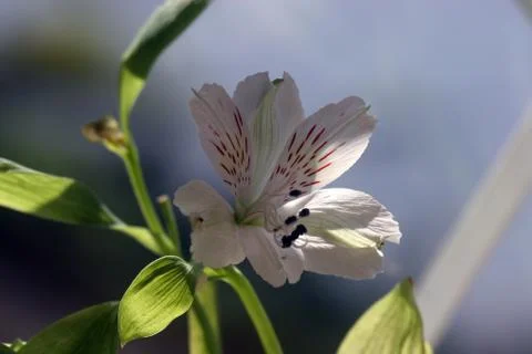White flower Stock Photos