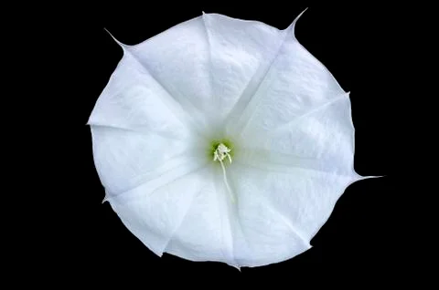 White Flower Stock Photos
