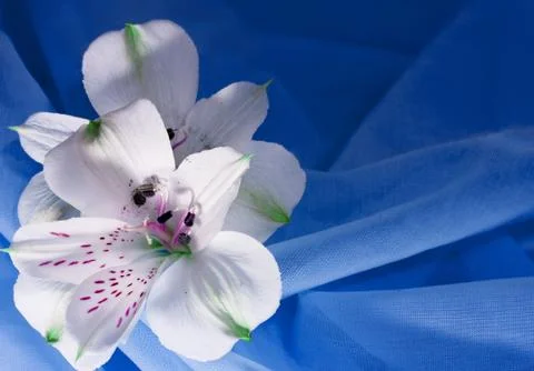 White flower Stock Photos
